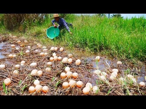 Primitive Fishing - Wow Catch Giant Fish with Using 10000 Raw Eggs in Rice Field #catfish #fishing