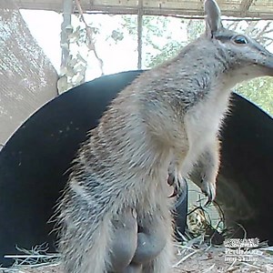 That's one busy mum! 😅 Here's an adorable glimpse behind the scenes into our collaborative Native Species Breeding Program. Numbat mum Feodora has been busy carrying and raising four little joeys 🐾 The Numbat [Noongar name: Noombat] is endangered, meaning every little joey born will make a big difference for the species! 📷 Keeper Aimee | Perth Zoo