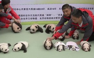 这要是摆地摊估计瞬间被抢完