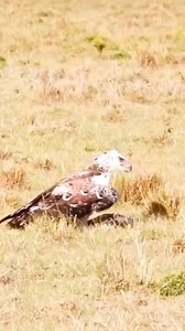 Lion Attack🐊🦁🐆 #lionattack #wildlifeattack #lion #wildlife #conservation #nature #animals #endangeredspecies #extinction #savethelions #protectwildlife #wildlifephotography #bigcats #bigwildcats #predators #apexpredators #safari #serengeti #africa #krugernationalpark | Viral video