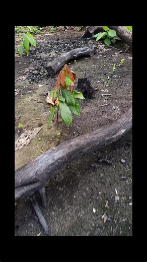 #agricultura #manabi_ecuador🇪🇨 #campo #viral #fyp Un suelo vivo produce plantas más fuertes Microvit Magia Negra Inicio lo que tu plata nececita 💪🌱🍫💯✅