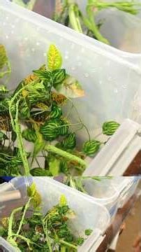 Easiest way Crested Gecko Breeding Setup #crested gecko setup #crestedgecko Pt 4