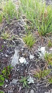 28K views · 1.3K reactions | LES TOUT PREMIERS EDELWEISS VIENNENT DE FLEURIR AVEC TROIS SEMAINES D’AVANCE ! C’est assez exceptionnel ! Voici la vidéo de Philippe love mountain faite le 28 mai 2020 à 2300 m d’altitude, au dessus de Bessans (Haute Maurienne Vanoise-Savoie-France). Pour retrouver tous les jours en direct les beaux reportages de Philippe, n’hésitez pas à aller voir sa très belle page ! Pour information, edelweiss est du genre masculin. | La Place du Village | Facebook