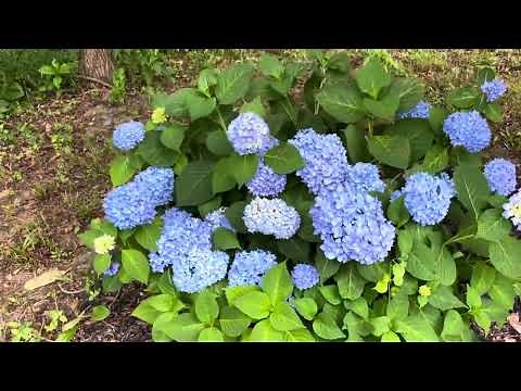 Endless Summer Hydrangeas The Original Blue and Blushing Bride Hedge Update July 2023