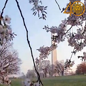 19K views · 1.5K reactions | #SundayMorning Nature Marathon We leave you with the just-arrived Cherry Blossoms on the Washington Mall. (from Mar 18, 2012). | CBS Sunday Morning | Facebook