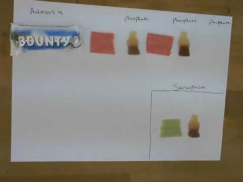 A-level PE - Energy Systems - Practical ATP & Energy System 1 Breakdown