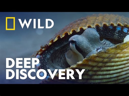 NatGeo - Octopus Hides in a Shell - Secrets Of The Octopus