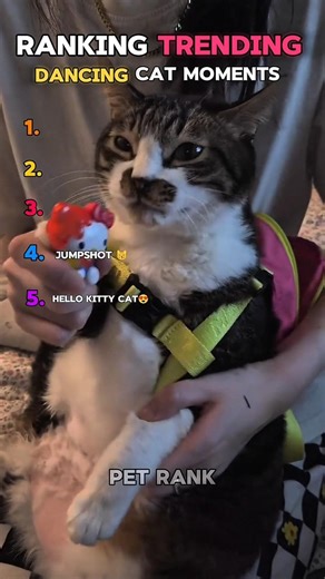 Ranking trending dancing cat moments🤣 #shorts #ranking #cat