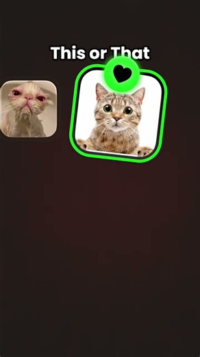 Cat #apoyoooo #cat #apoyo #gato #memes #funny #cute #gatitos