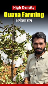 Ever seen a guava farm like this? Check out this unique high-density guava farm where all the trees have been pruned, and the fruits are covered with crop covers and polythene. You can watch the full video on News Polti's YouTube channel. #HighDensityFarming #GuavaFarming #Pruning #FruitCovering #newspotli #InnovativeFarming #Agriculture #FarmingTech #SustainableFarming #AgriInnovation #CropCover #FruitFarm #guavaproduction | News Potli