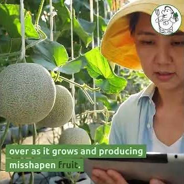 The Ultimate Guide to Growing Melons in a Hydroponic System