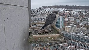 Falcon Webcams Overlooking Zurich