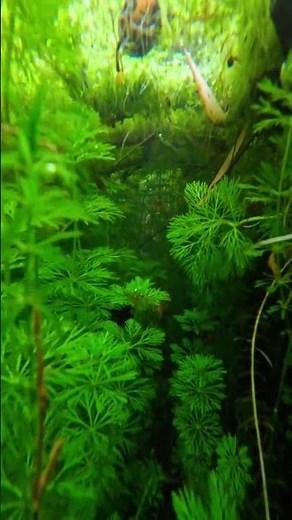 iPhone Underwater Camera Test: Diving into a Lush Green Pond! 📱🌿