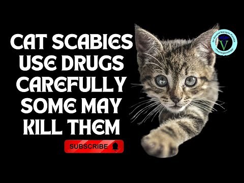 Decoding Cat Scabies: Signs, Therapy, and Safe Treatment Options I GNP Sir