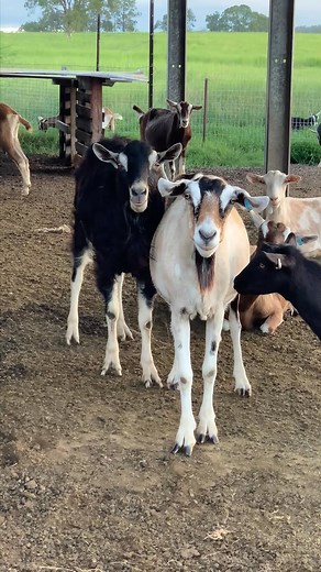 Some female goats will have beards, some won't. But their beard will never be as glorious, luscious, or urine soaked as the male's beard. | Naughty Little Kids