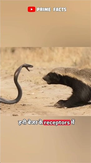 Honey Badger vs Black Mamba