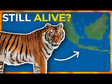 Is the Javan Tiger Really Extinct?