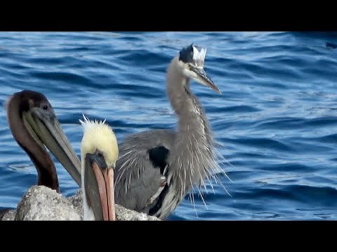 The sound of Angry Great Blue Heron