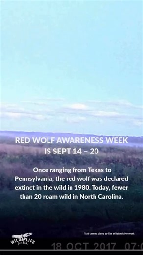 2K views · 71 reactions | It’s Red Wolf Awareness Week: Sept. 14 –...