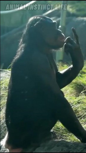 MONKEY SNIFFING BUTT