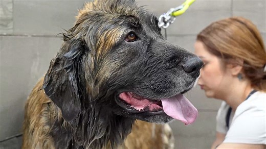 Releasing 2 years of coat build-up on this beautiful Leonberger Dog | Girl With The Dogs