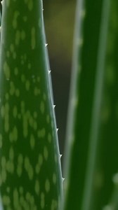 990K views · 413 reactions | ❄️ Winter is on its way, and so is the need for extra care! 殺 Nourish your skin naturally with the pure power of nature’s finest ingredients for that healthy, radiant glow all season long. #NourishNaturally Shop Now  - www.lotusbotanicals.com . . . (Lotus Botanicals, Nourish Naturally, Nature, Winters Skincare, Radiant Skin, Nourishing, Skincare)lotusbotanicals.com | Lotus Botanicals | Facebook