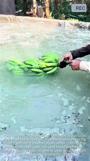 Banana Post Harvest Processing Method