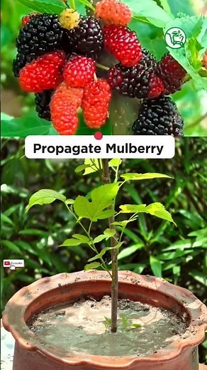 🌱How to Propagate Mulberry from Cuttings | Easy Step-by-Step Guide