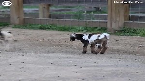 6.7K views · 52 reactions | KIDS BEING KIDS: Four baby Nigerian dwarf goats were seen jumping around at the Nashville Zoo in Tennessee. The first two males were born on March 23, and the second pair four days later, bringing the total to 21 dwarf goats in their care. Nigerian dwarf goats can weigh up to 75 pounds and are known to have a calm temperament. | Live 5 News | Facebook