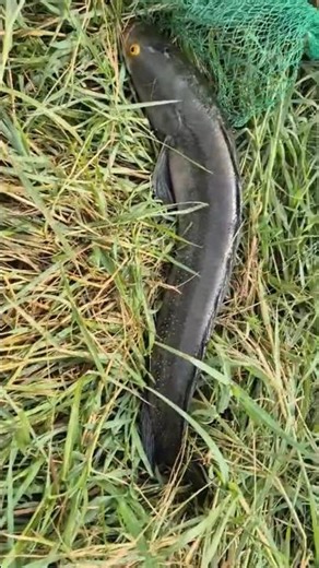 "Snakehead Fish Attack Caught Live!"