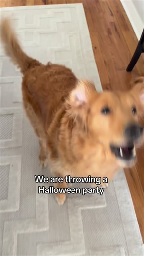 839K views · 7.4K reactions | Two different party ideals! #cats #dogs #halloween #october #catsanddogs #pets #petsofig #catsofinstagram #grumpycat #annoyedcat #waffles #maple #petstagram #fblifestyle | The Golden Breakfast Club | Facebook