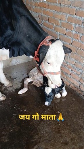 Watch This Mama Cow Welcome Her Adorable New Calf! ❤️👶