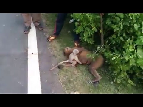 Monkey died in road accident , but baby monkey crying for her mother.