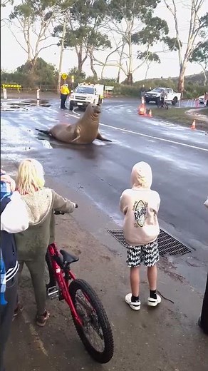 Neil the Seal chases down crowd of onlookers