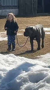 Family ❤️ insta italian_cane_corso #canecorso #babydog #truenorthcanecorso | Cane Corso.