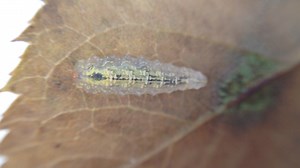 2.2K views · 53 reactions | If you find one of these in your garden please do not get rid of it! This is a hoverfly larva, quite the weirdest thing, it breaths through it's skin and looks rather like a leech but these hoover up aphids and the adults are fantastic pollinators! | GrowVeg | Facebook