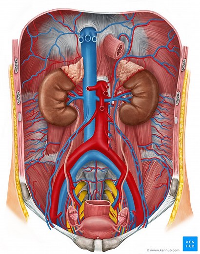 Kidneys