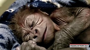 "Special Delivery! 6 pounds, 3 ounces of pure sweetness joined our western lowland gorilla troop on October 14. 💕🦍 This baby boy is the first ever male gorilla born at Franklin Park Zoo." - Franklin Park Zoo | The National Desk - TND