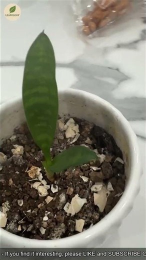 Snake Plant Explained 🌿 | Amazing Facts About Sansevieria #shorts