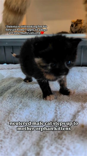 12K views · 1.3K reactions | The bestest boy 李 #kittens #babycats #tinyfloof #babykitten #newbornkitten #bottlebabykitten #neonate #neonatalkitten #tortiekitten #floof #gingercat #orangecat #boycat | FosterBabyCats | Facebook