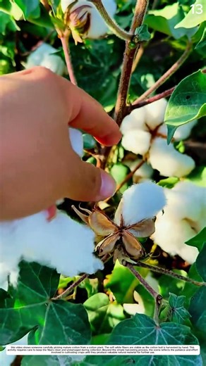 Cotton Harvest: How White Bolls Are Carefully Picked by Hand