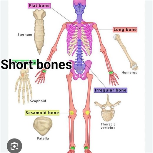 Biology class Types of bones