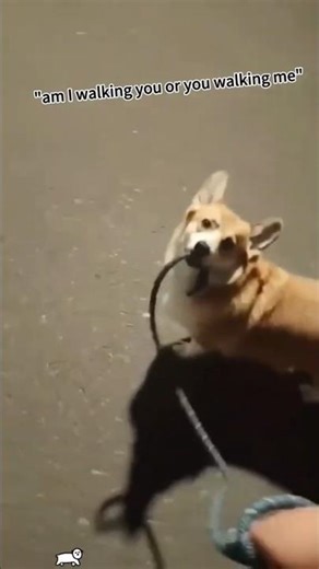 random dogs reaction. HAHAHAHA