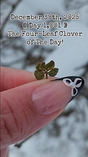 Day 1,001- Finding a Genuine Four-Leaf Clover Consecutively.🍀 #fourleafclover #nature #plants