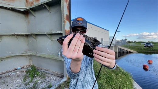 Catching wild aquarium fish in the Florida Everglades