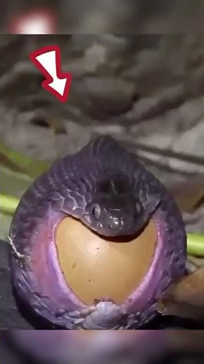 Egg-eating snake!🐍😨