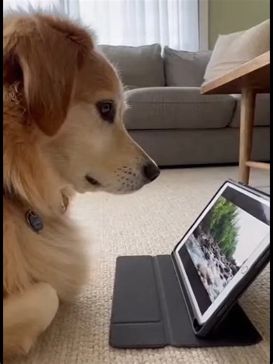 Funny Cats and Dogs Having Fun Together