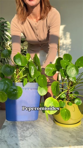 Growing Pilea Peperomioides: Best Methods and Tips