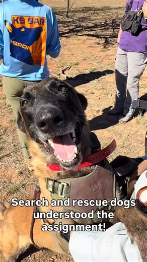Our search and rescue dogs understood the assignment! Our sister organization, Southwest Rescue Dogs, INC (SRDI), is a canine search and rescue resource for the Pima County Sheriff’s Department. #searchandrescue #dogs | Southern Arizona Rescue Association
