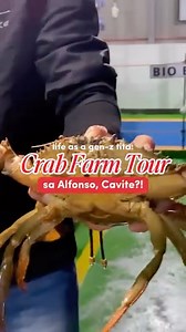 May Crab Farm pala sa Alfonso, Cavite? 🦀 Here’s a quick tour at Highland's Crab Farm! #highlandscrab #highlandscrabfarm #alfonsocavite #hiddengemofthesouth #yourtitaja #alfonseñostories | Yourtitaja